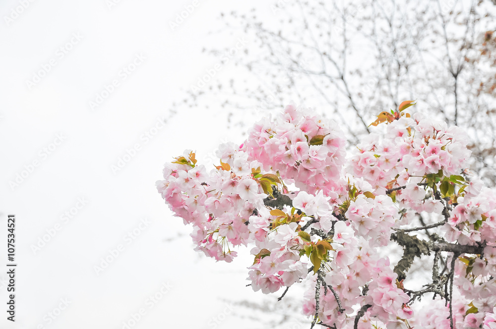 Spring cherry blossom blur background soft focus