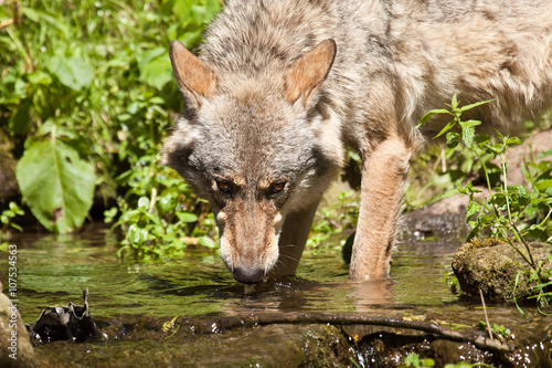 Wolf oder Grauwolf (Canis lupus) beim Trinken