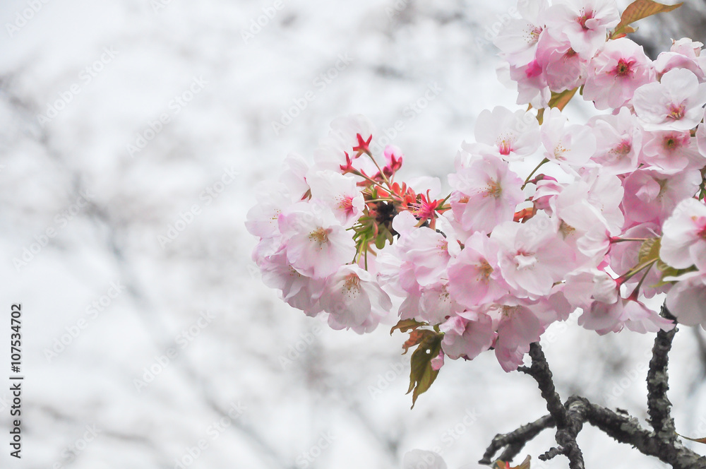 Obraz premium Spring cherry blossom with soft focus closeup