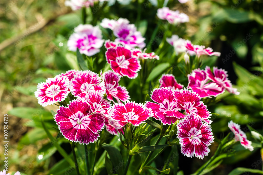 Dianthus chinensis (China Pink) Flowers in the garden