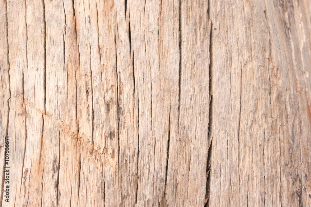 Wood texture of cut tree trunk Wood texture of cut tree trunk