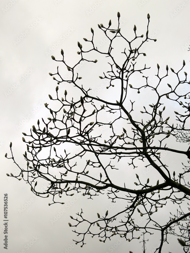 Fototapeta premium Ghost almond tree