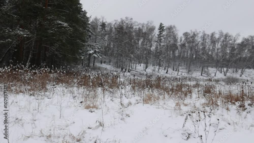custom made wallpaper toronto digitalWinter forest slowly panning