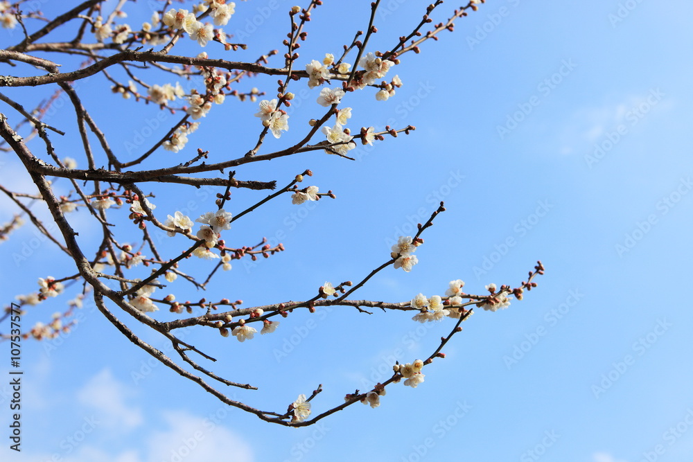 梅の花 梅の花