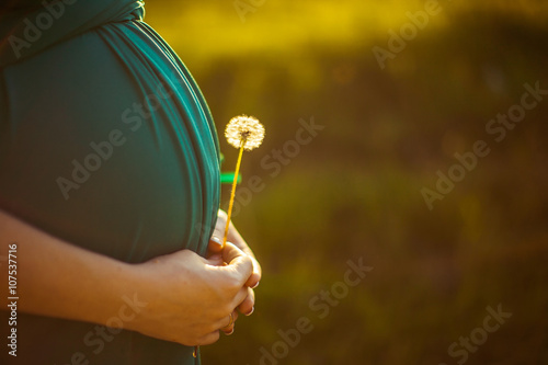 Dandelion in the hands  of expectant woman photo