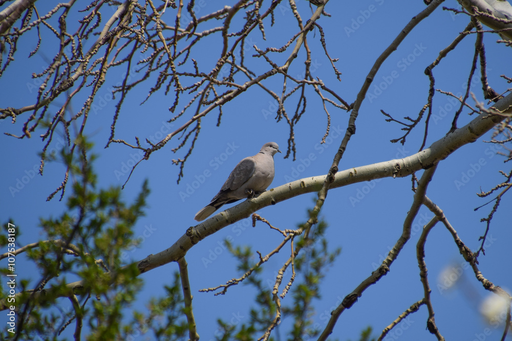 Turtledove on a branch of a silver poplar Turtledove on a branch of a silver poplar