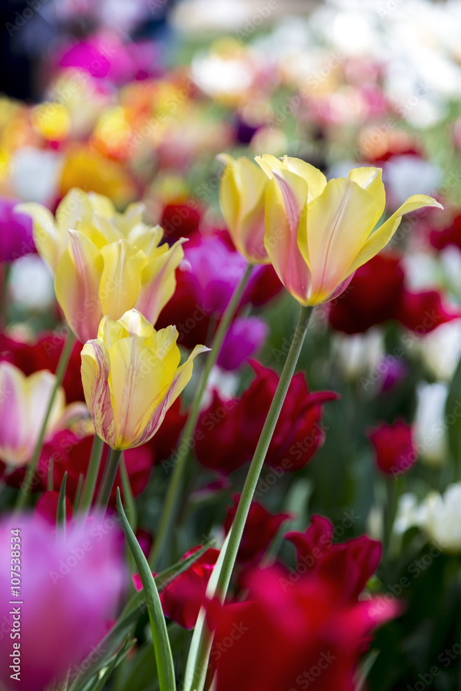 Beautiful tulips, fresh spring flowers, flowerbed