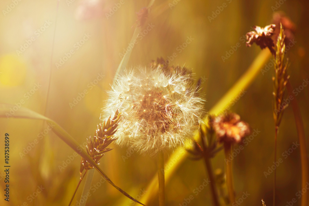 Beautiful dandelions with seeds, close-up, warm filter applied, spring meadow