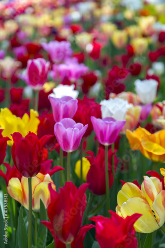 Beautiful tulips  fresh spring flowers  flowerbed