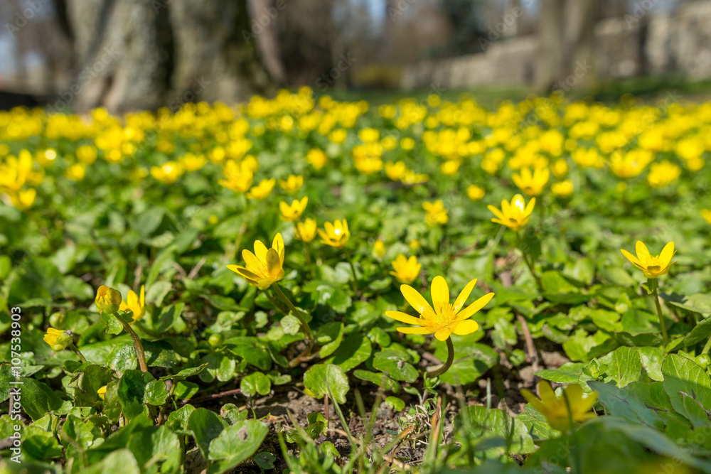 Pilewort, or Lesser Celandine grows in tha park filled with spring sunlight. Pilewort, or Lesser Celandine grows in tha park filled with spring sunlight.