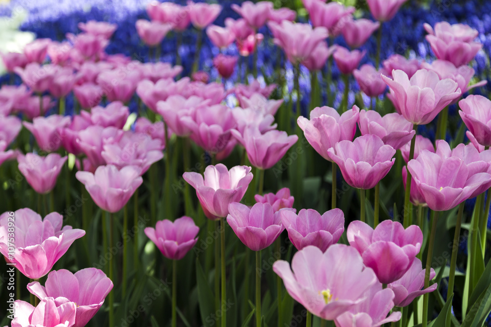 Beautiful tulips, fresh spring flowers, flowerbed, Emirgan City Park, Istanbul, Turkey