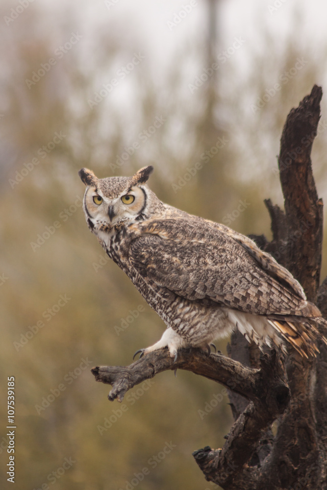 Obraz premium Great horned Owl