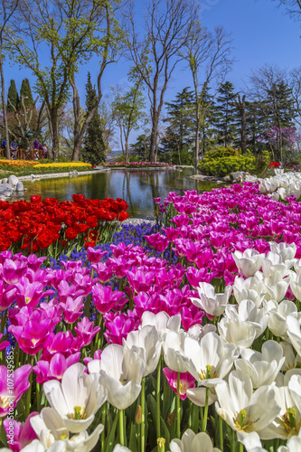 Beautiful tulips, fresh spring flowers, flowerbed, Emirgan City Park, Istanbul, Turkey