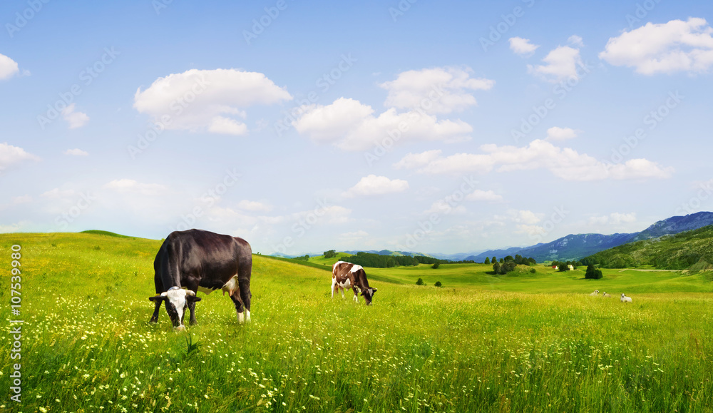 panoramic view of nice green hill with sows on blue sky background panoramic view of nice green hill with sows on blue sky background
