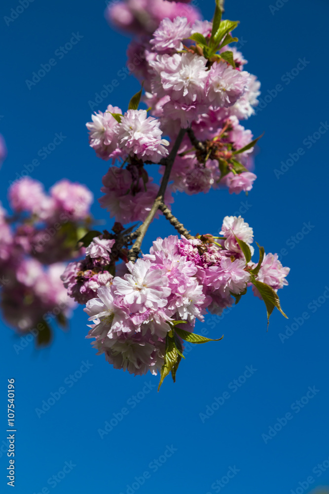 Blossoming sakura or Japanese cherry tree, flower twig against the blue sky Blossoming sakura or Japanese cherry tree, flower twig against the blue sky