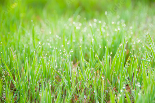 Close up of fresh thick grass with dew drops in the early morning