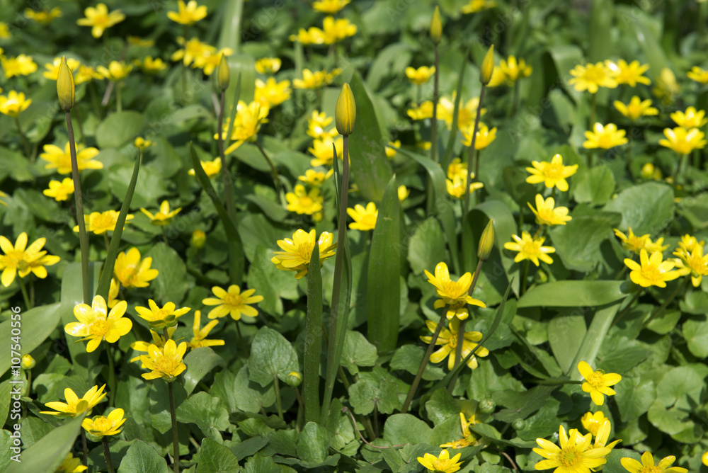 Blooming buttercups. Spring. Ukraine
Blooming buttercups. Spring. Ukraine