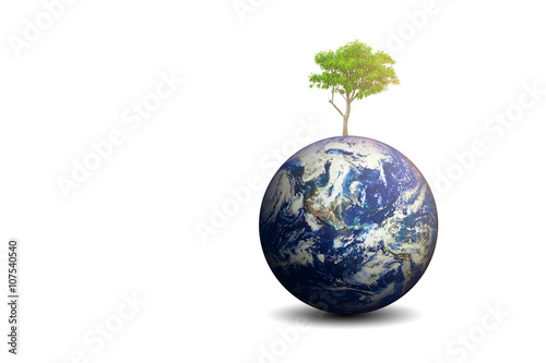 Fototapeta Naklejka Na Ścianę i Meble -  Isolated Cerbera Odollam tree and the earth