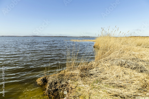 reed grass in backwater under blue sky