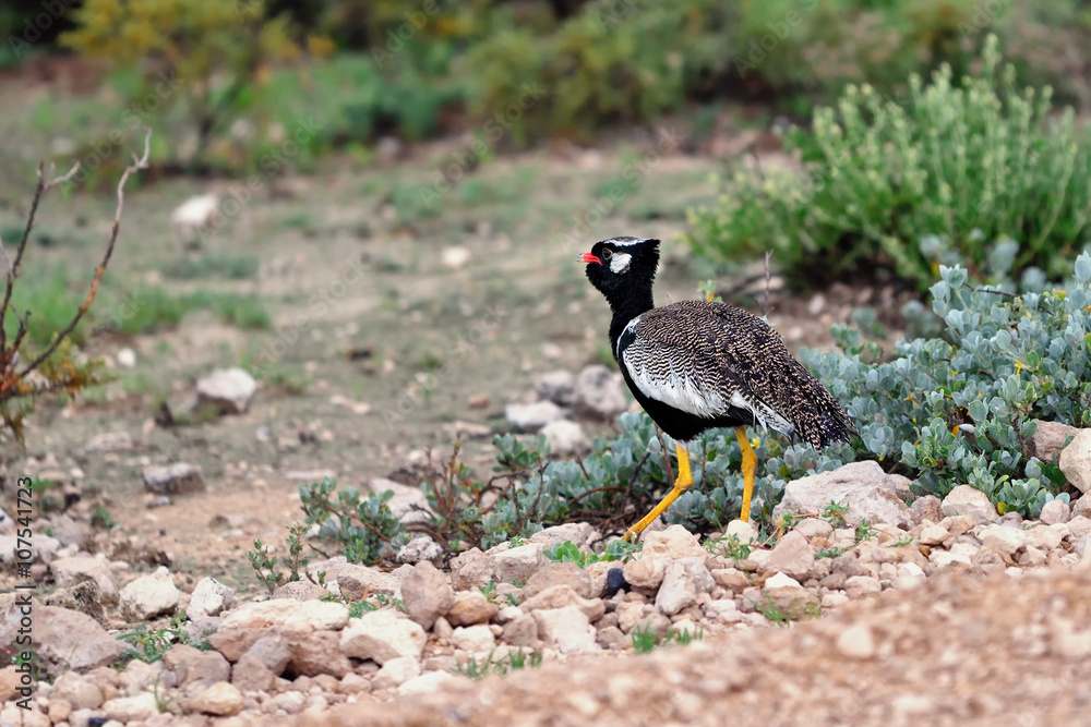 Northern Black Korhaan Northern Black Korhaan