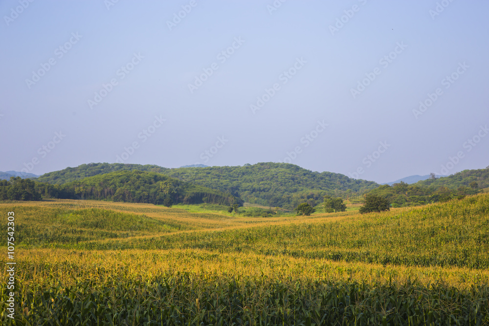 Corn field and Mountain