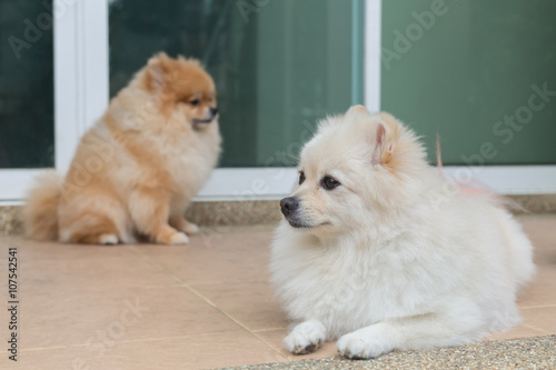 pomeranian small dog cute pets friendly in home