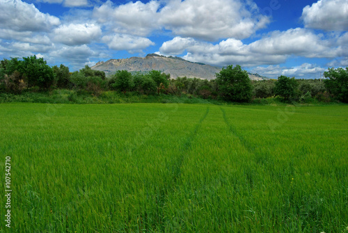 Campo  verde  primavera  Villanueva del Trabuco  M  laga  Andaluc  a  paisajes naturales