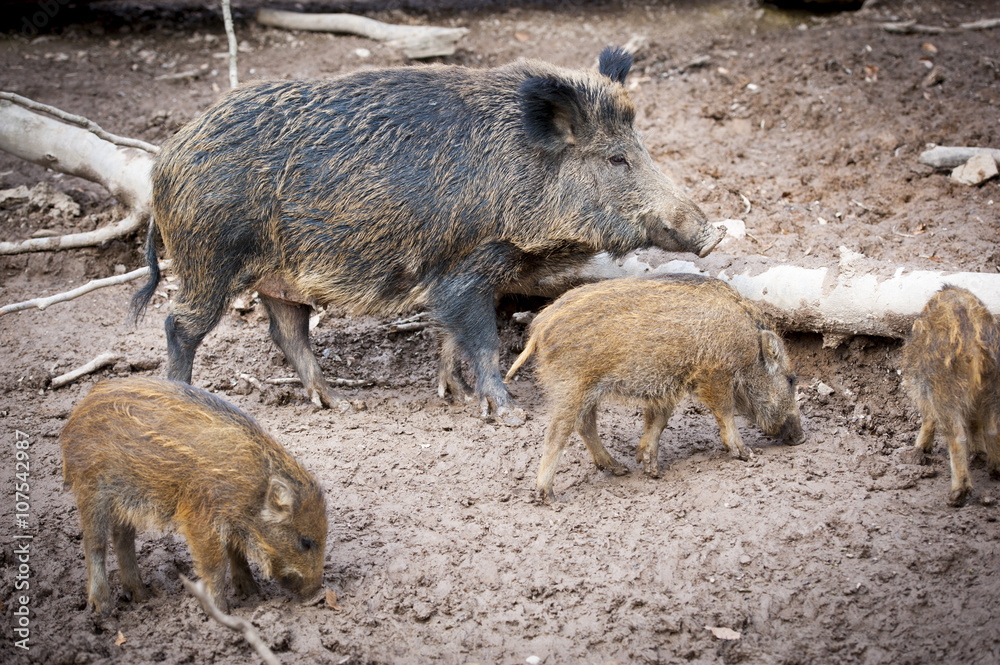 Wildsau mit Frischlingen im Wald Wildsau mit Frischlingen im Wald
