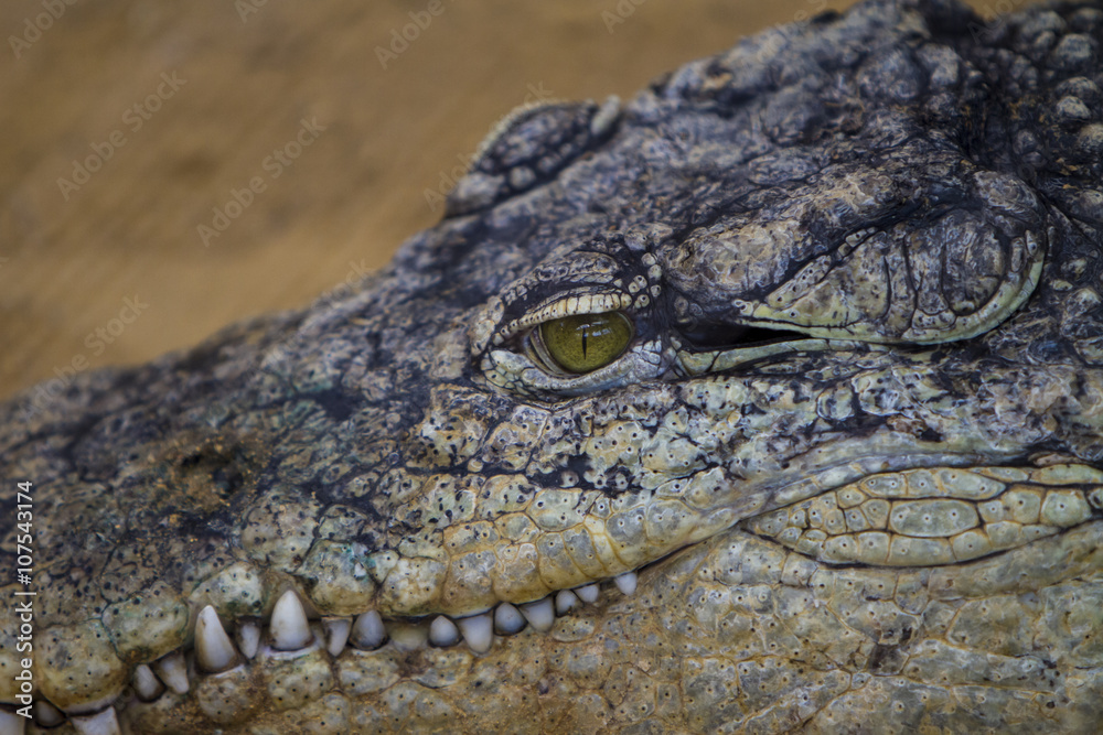 Obraz premium Crocodile