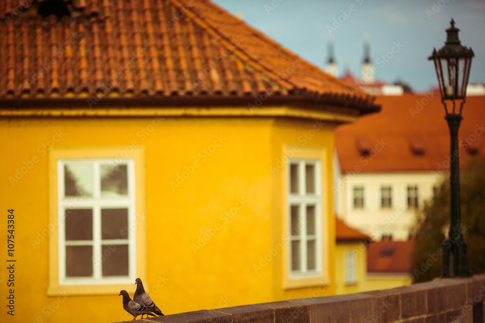 Couple of cute pigeons on bridge, yellow building background