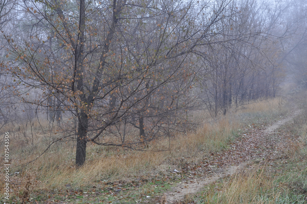 Fototapeta premium Misty autumn view with wet trees fading in air perspective
