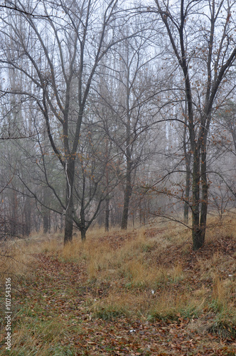 Misty autumn view with wet trees fading in air perspective © Veronika