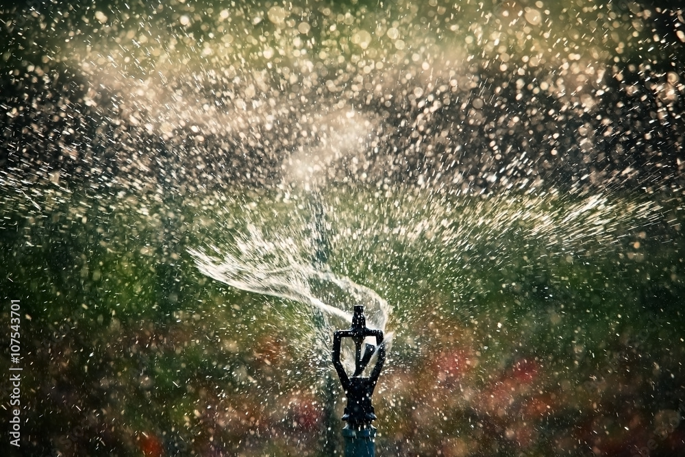 Fototapeta premium water sprinkler.