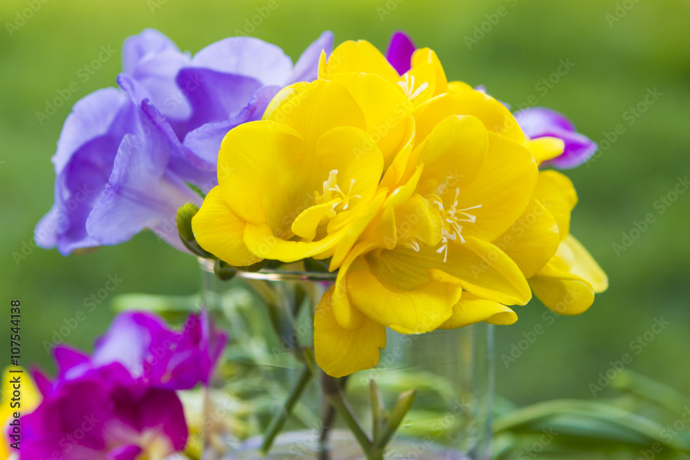 Beautiful flowers of freesia close up Beautiful flowers of freesia close up