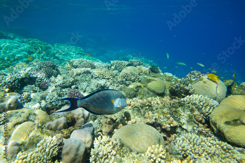 Tranquil underwater scene with copy space