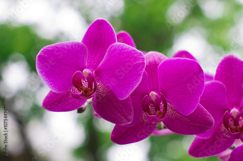 Fototapeta Naklejka Na Ścianę i Meble -  orchid flower with green i