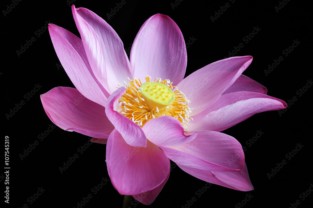 lotus flower isolated on black background. lotus flower isolated on black background.