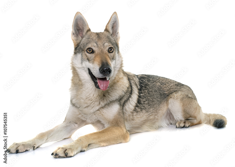  czechoslovakian wolf dog