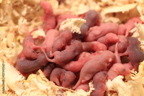 small newborn mouses