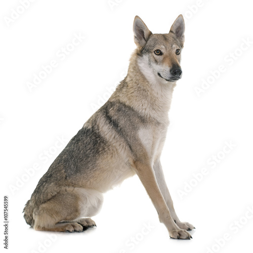  czechoslovakian wolf dog