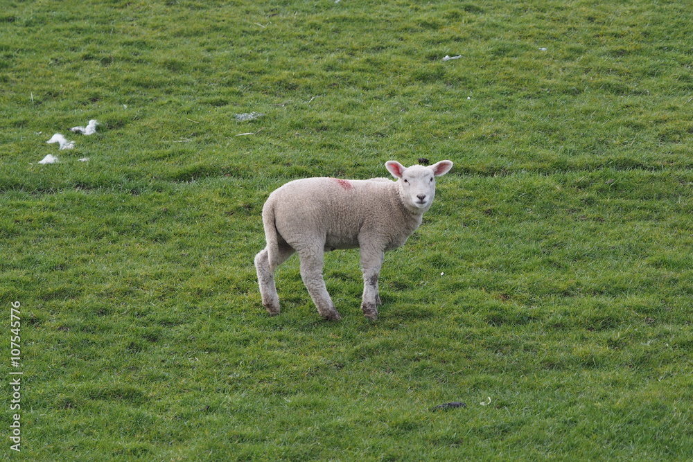 Obraz premium Lamm