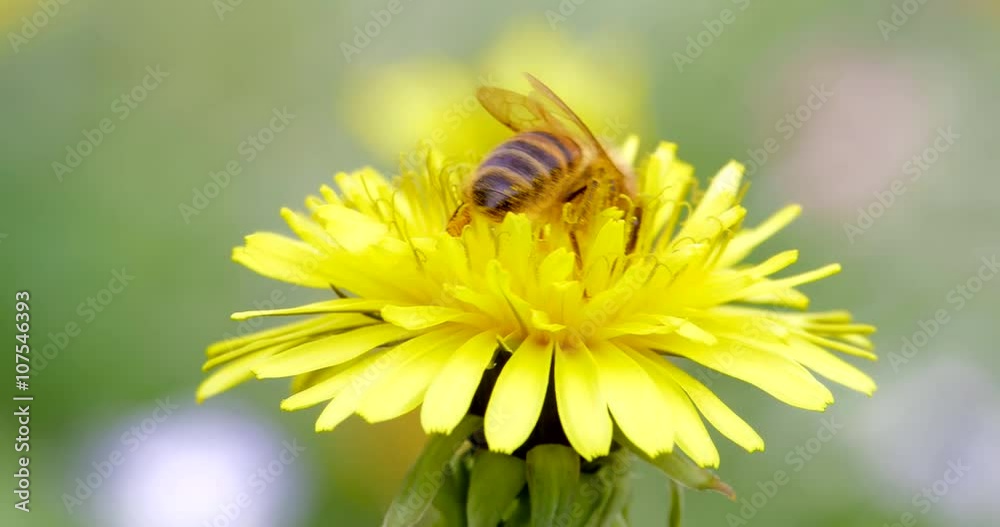 4k macro di ape su fiore giallo8 - seconda parte 4k macro di ape su fiore giallo8 - seconda parte