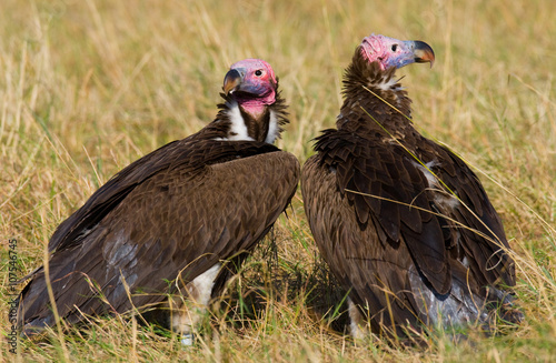 Predator birds are sitting on the ground. Kenya. Tanzania. Safari. East Africa. An excellent illustration.