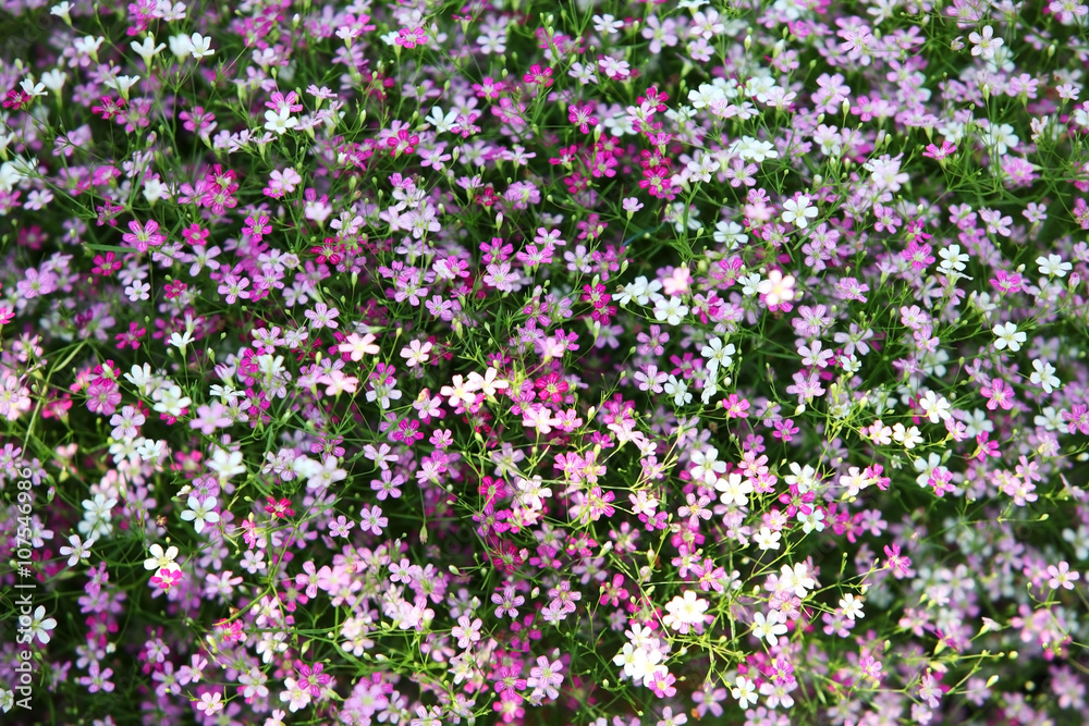 gypsophila flower.