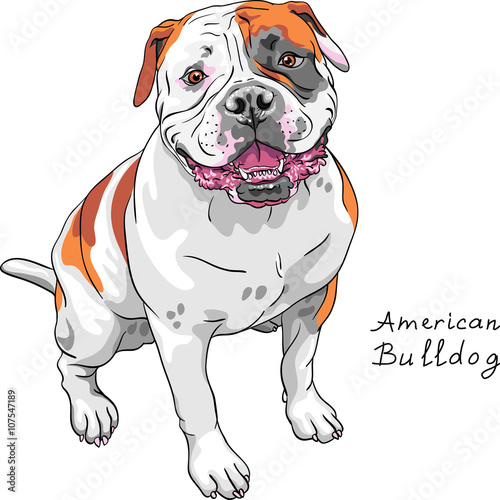 COLOR sketch of the dog American Bulldog breed 