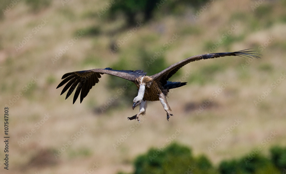 Predatory bird in flight. Kenya. Tanzania. Safari. East Africa. An excellent illustration.