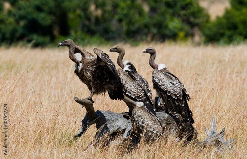 Predator birds are sitting on the ground. Kenya. Tanzania. Safari. East Africa. An excellent illustration.