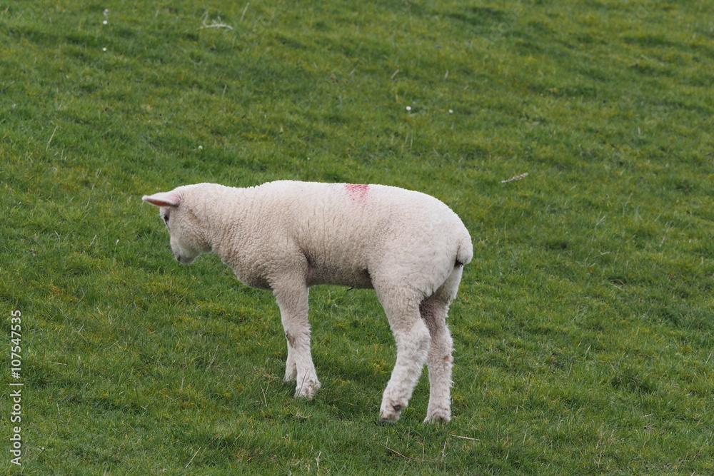 Obraz premium Lamm