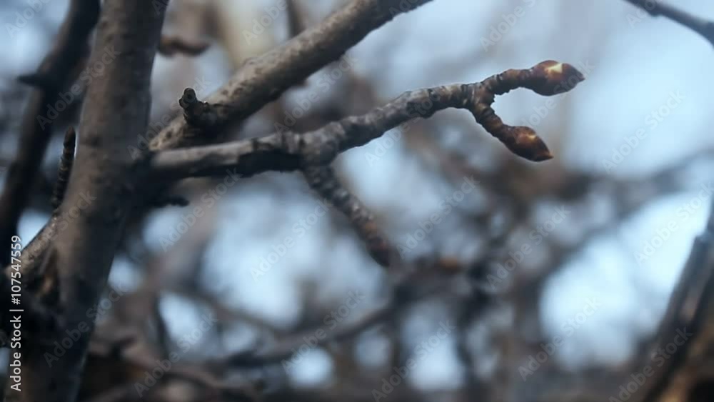 large  landscape macro branch bud pear silhouette nature