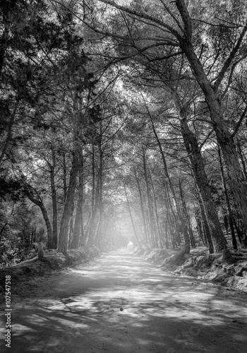Black and white forest road